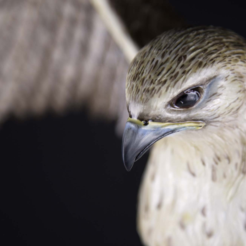 Фото 2 - Орел Shaheen Falcon 